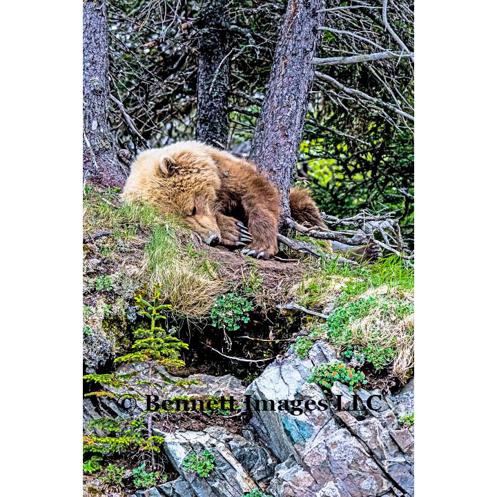 Sleeping Bear | Bennett Images/ImagesAlaska